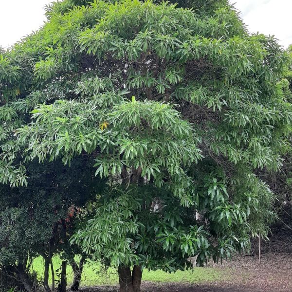 Quinine Tree