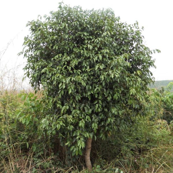 Water Berry