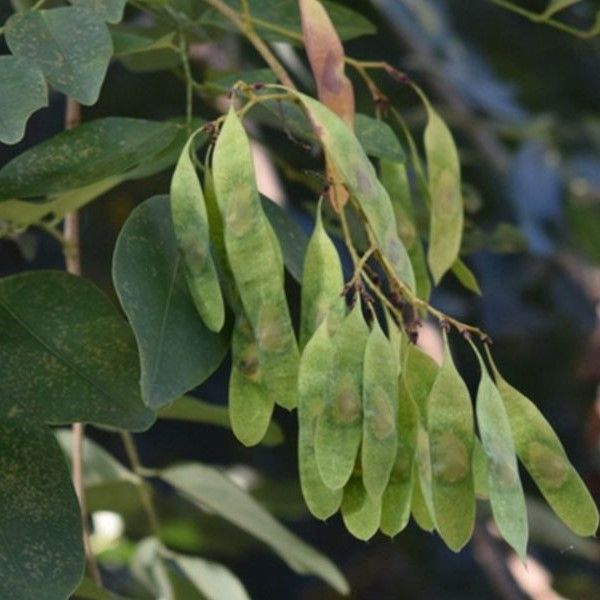 Seed pods