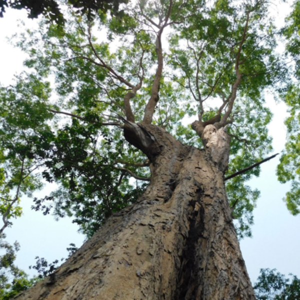 Siamese Rosewood