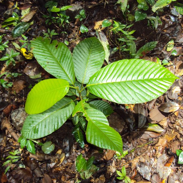 Sapling
