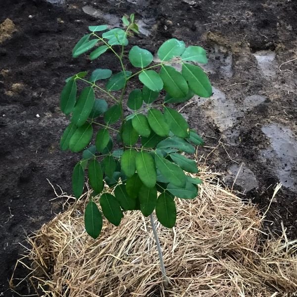 Sapling