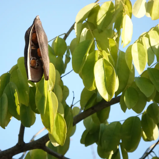 Seed pod