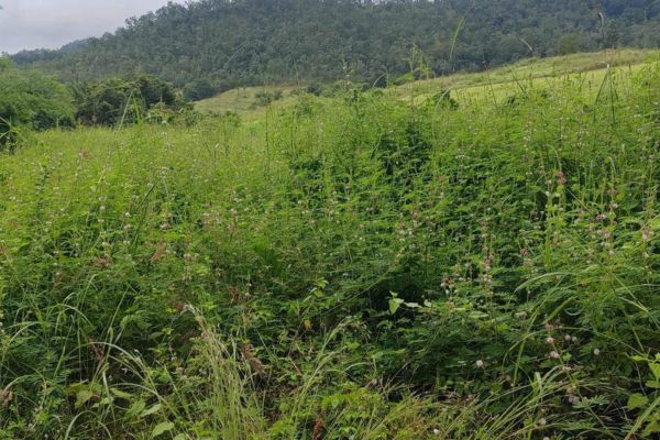 Mae Hong Son