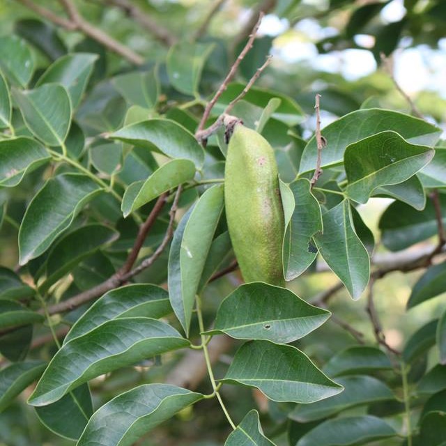 Fruit