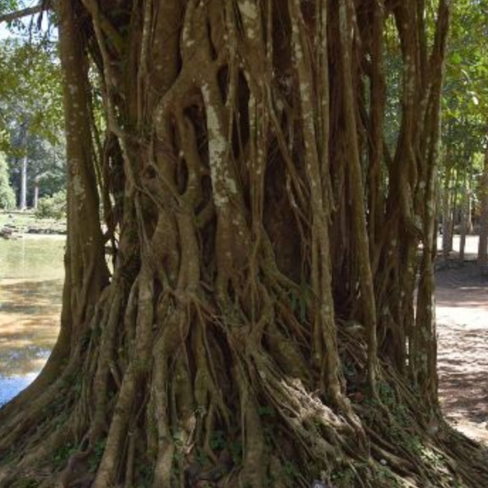 Trunk