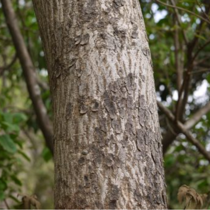 Trunk