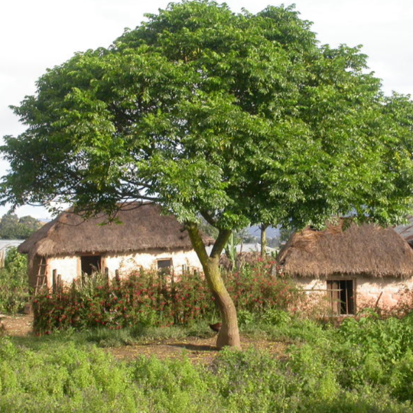 Chinaberry