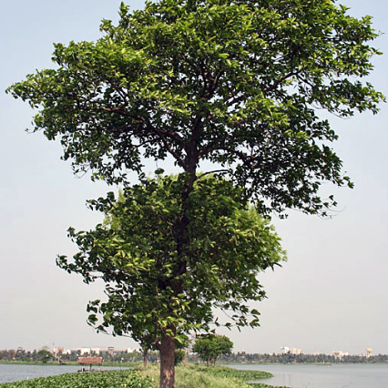 Burflower-tree