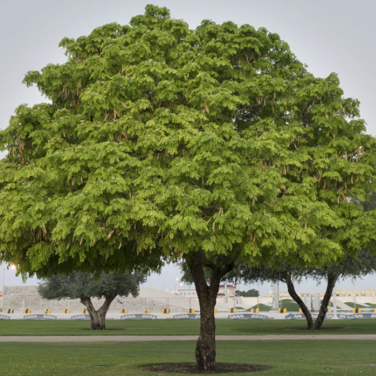 Lebbeck Tree