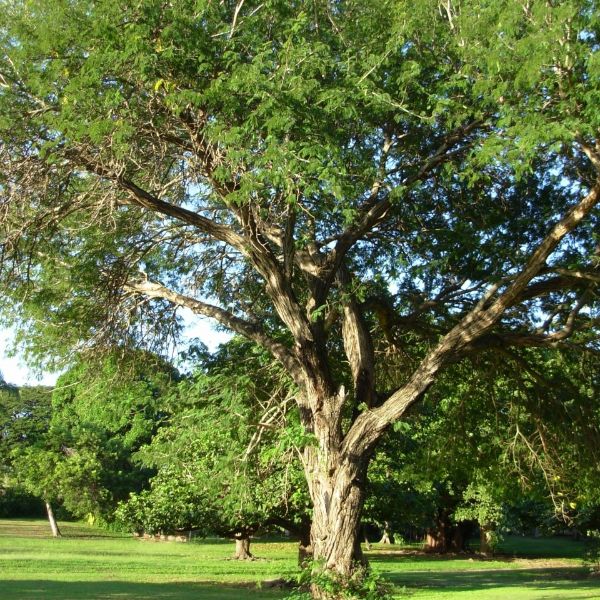 Cutch tree