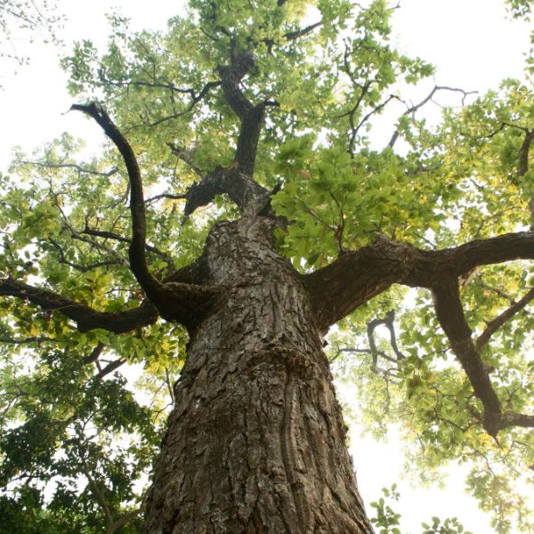 Sal tree