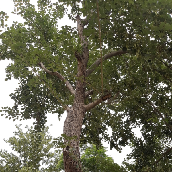 Indian rosewood