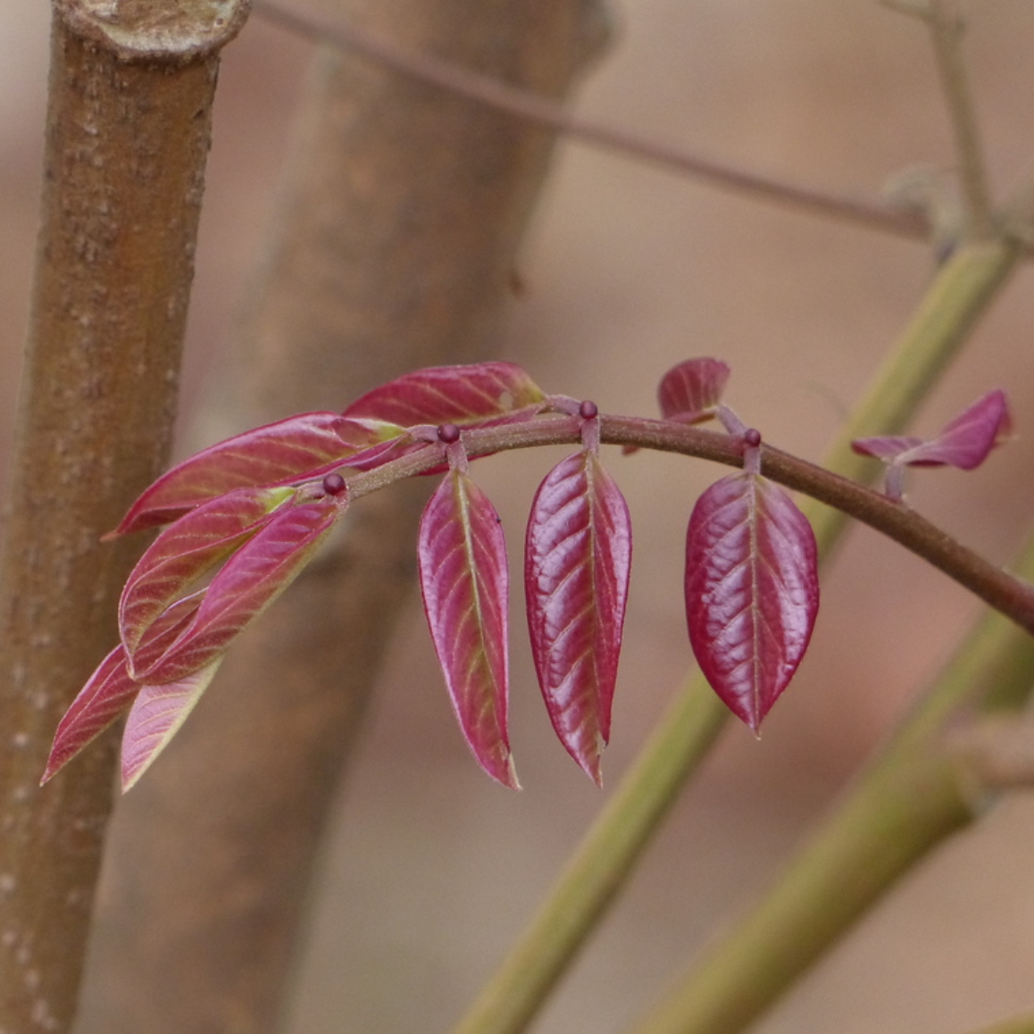 new growth