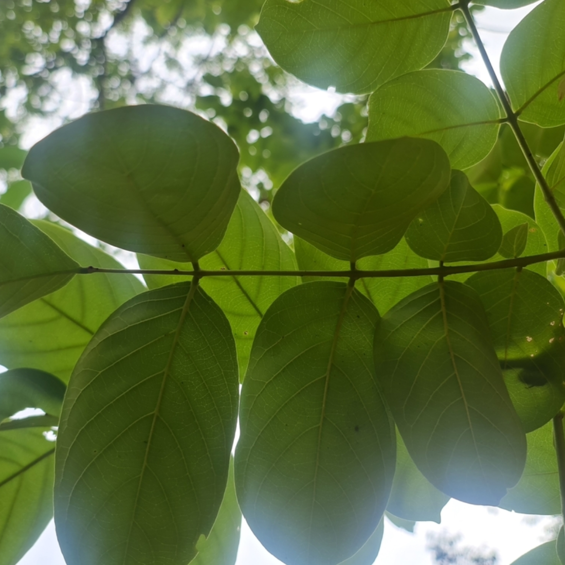 foliage
