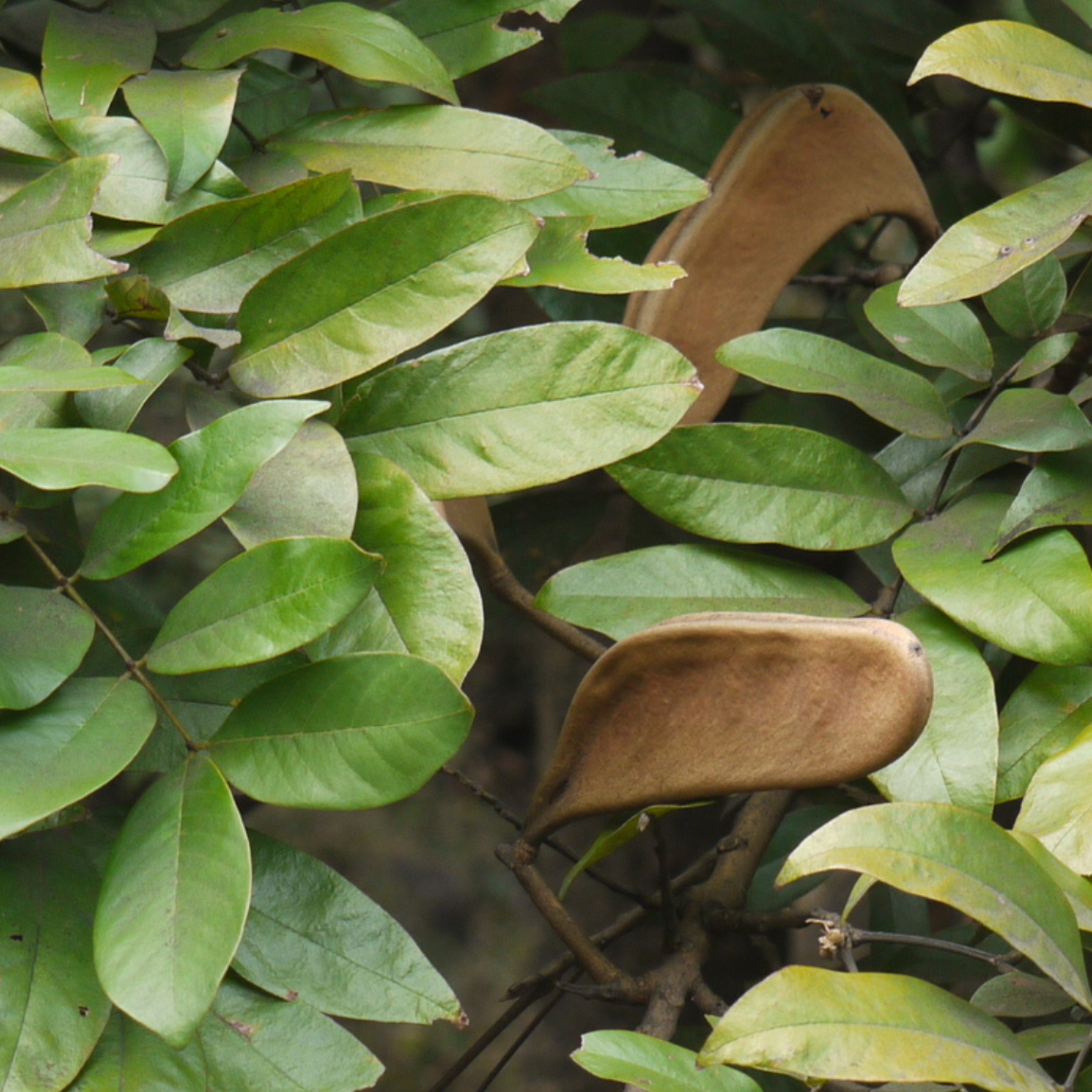 seed pod