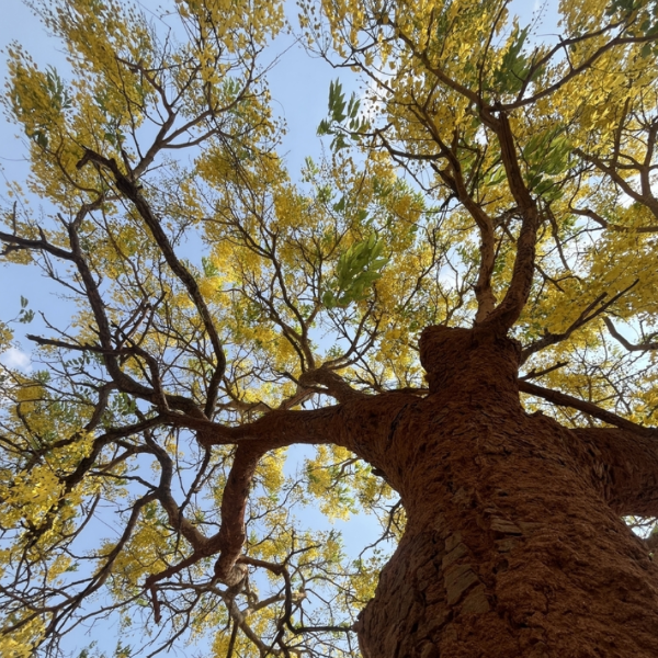 Golden Shower