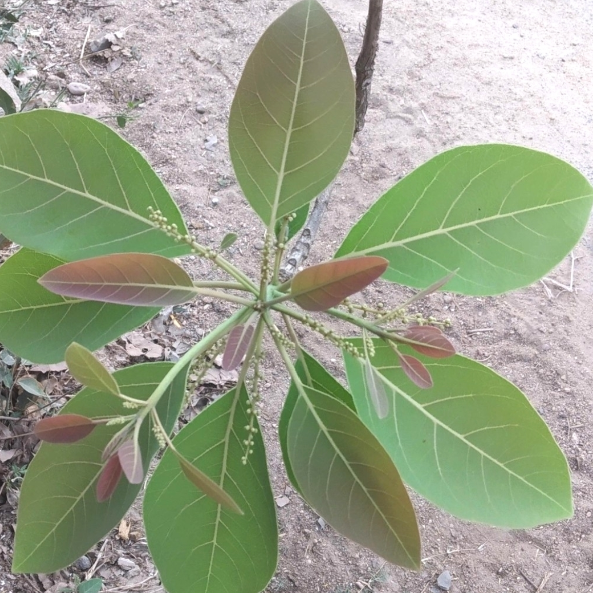 foliage
