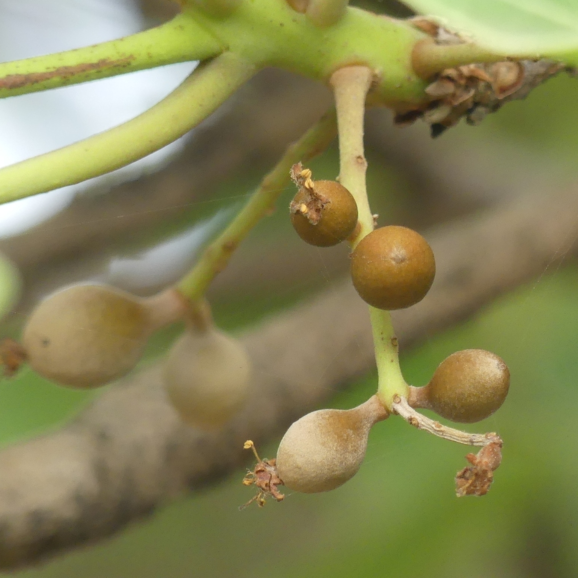fruit