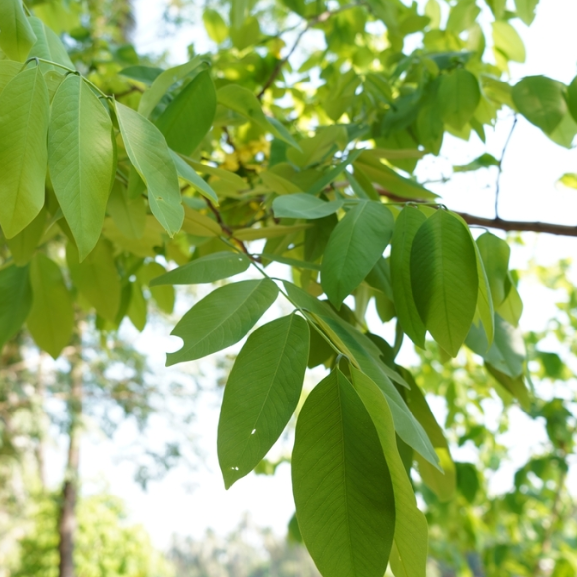 foliage
