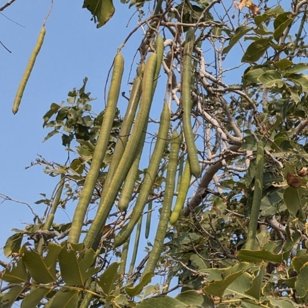 seed pods