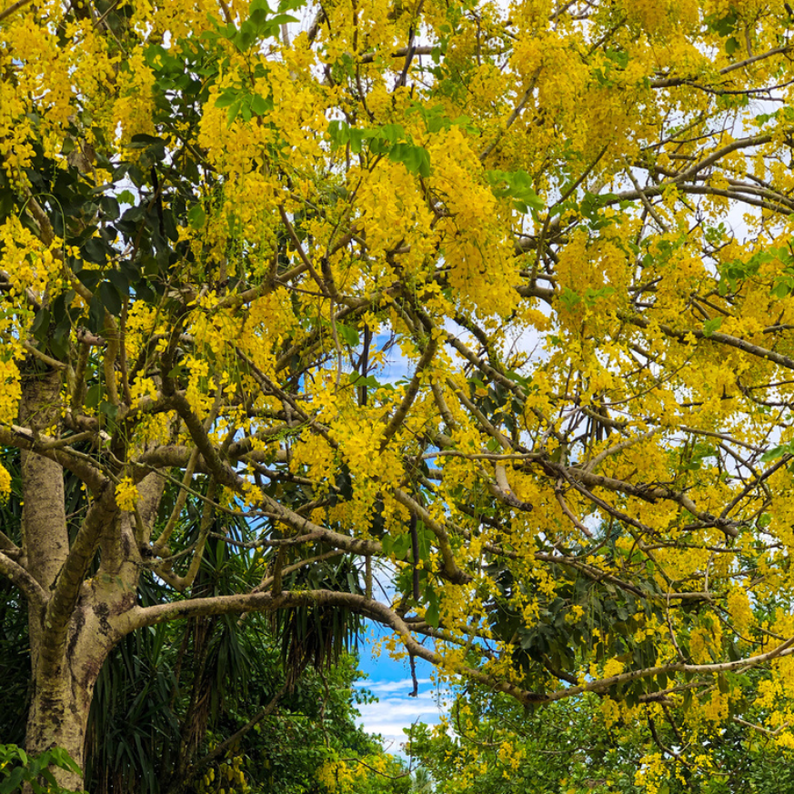 in bloom