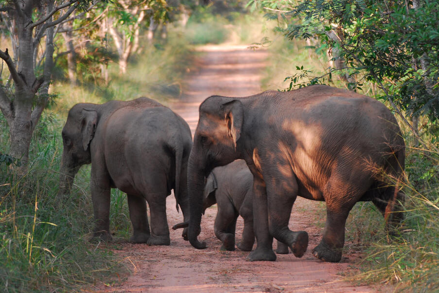 Asian Elephant