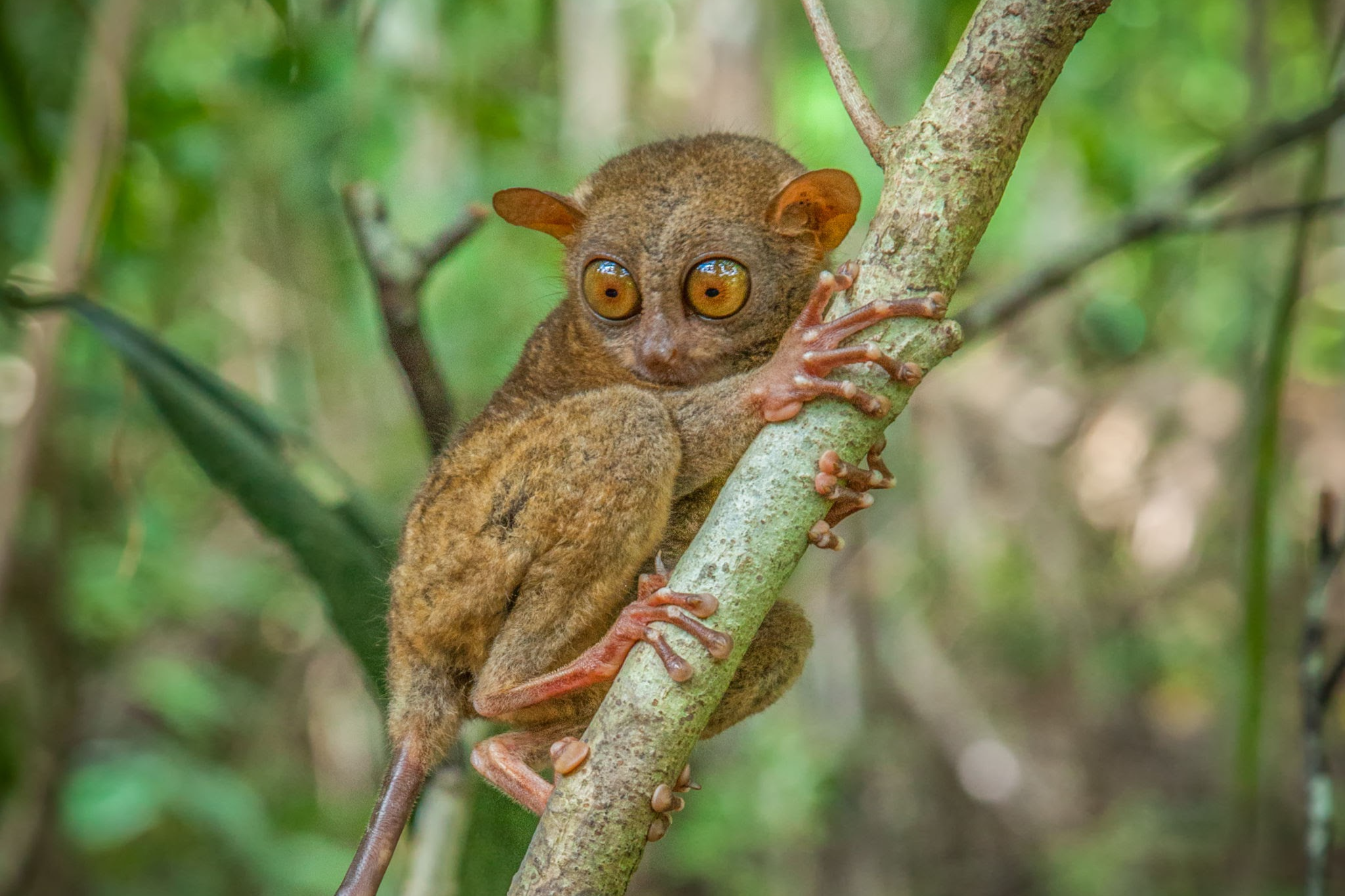 Philippine Tarsier
