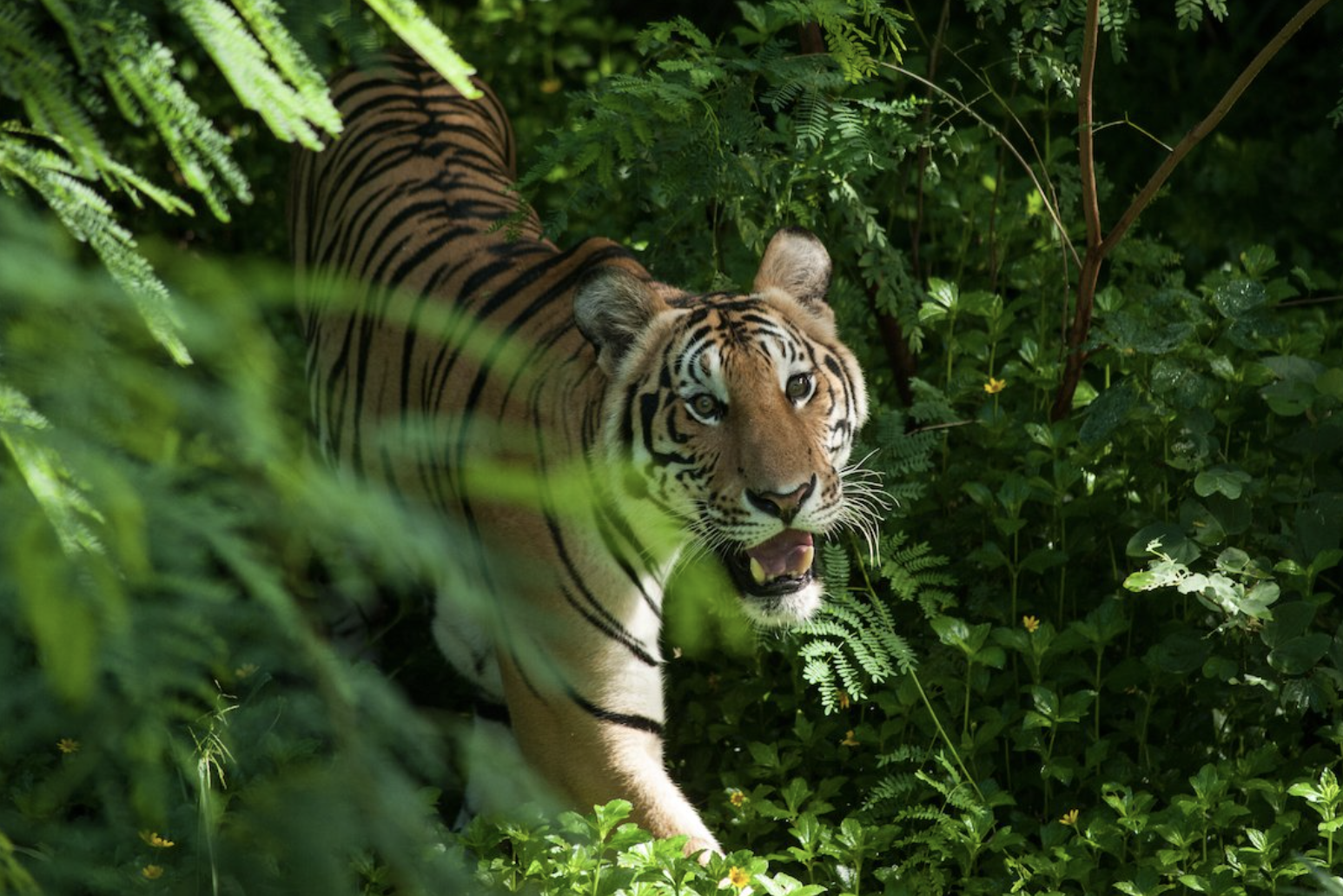 Indochinese Tiger