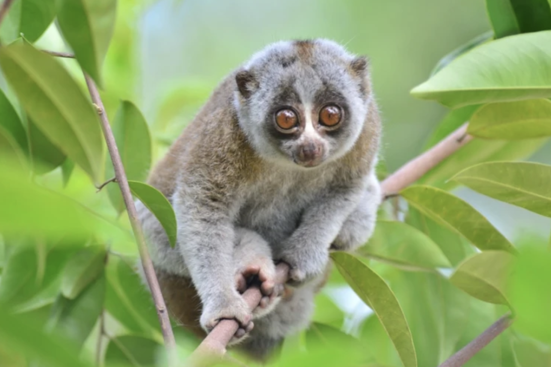 Bengal Slow Loris