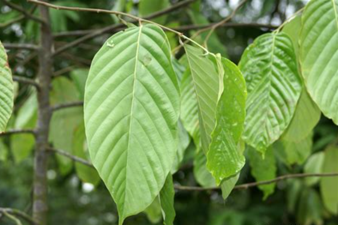 Foliage