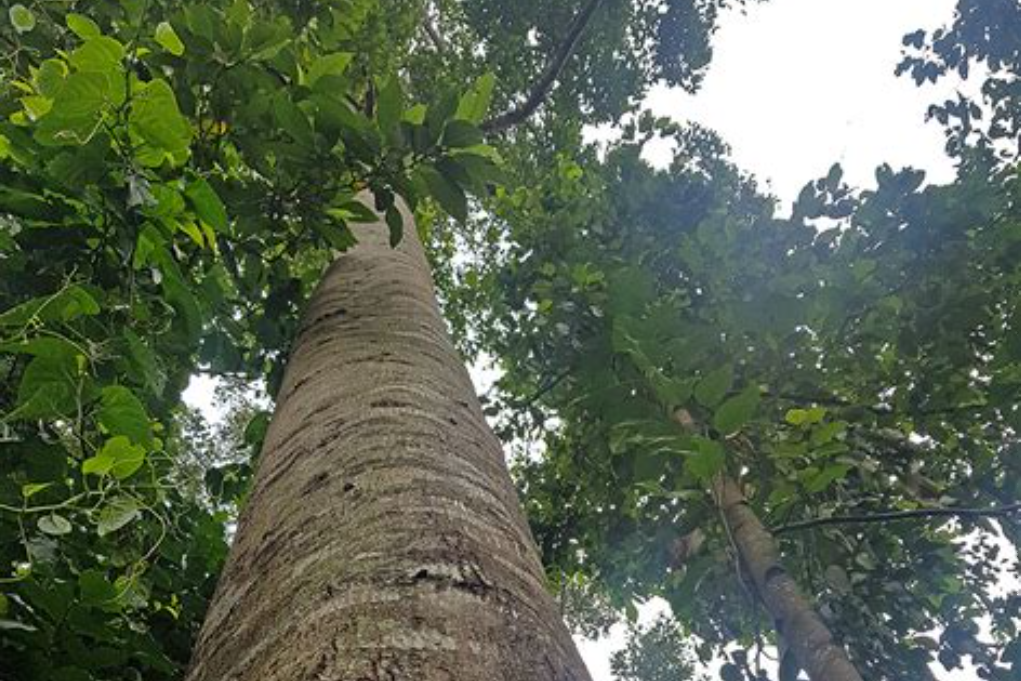 Trunk