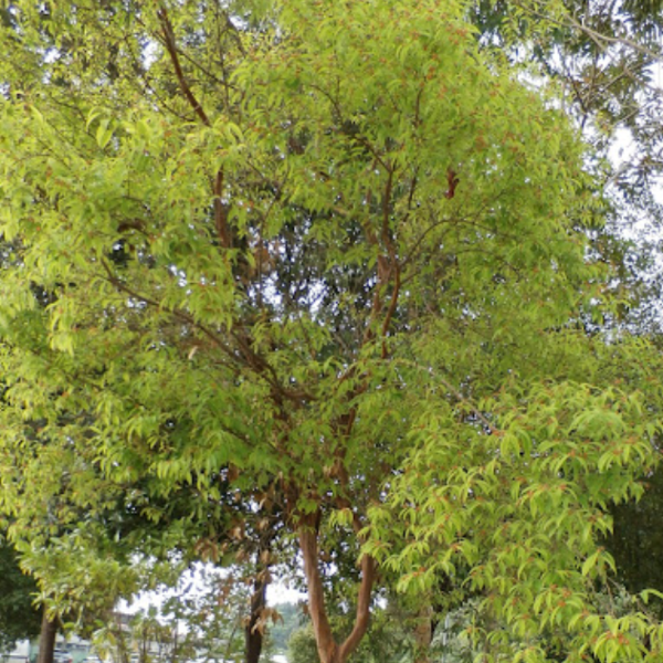White Mempat