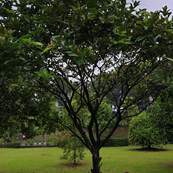 Water Apple