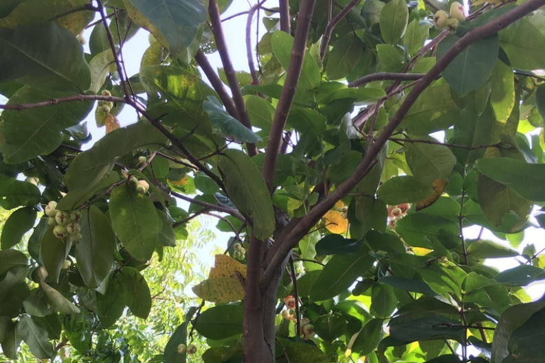 canopy