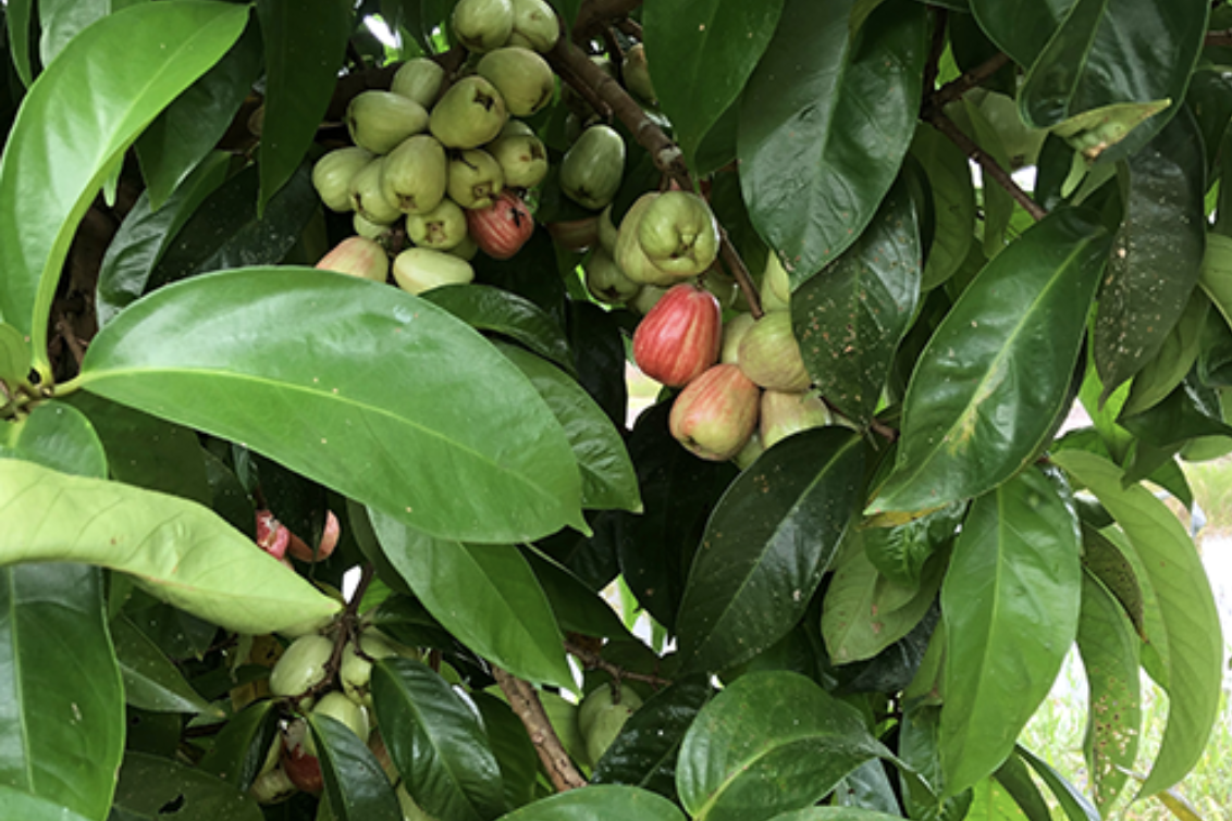 foliage