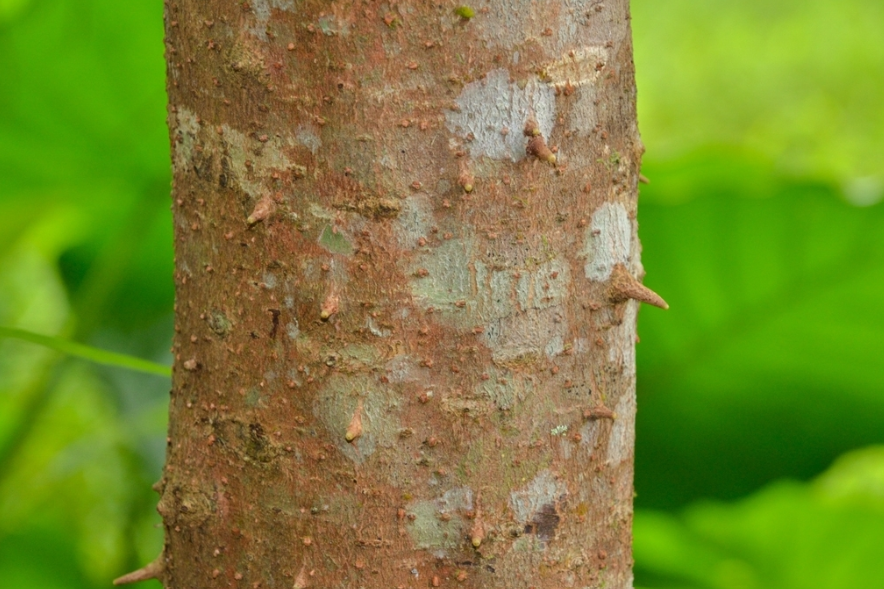 trunk