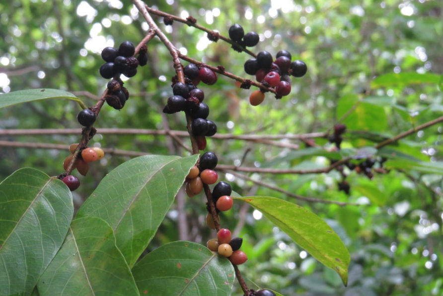 fruit