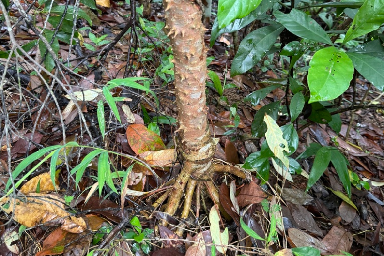 roots