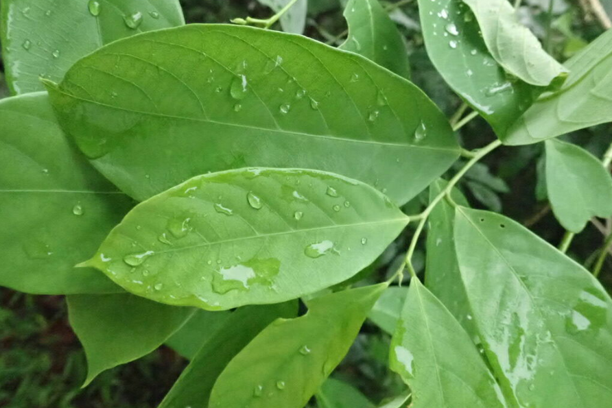foliage