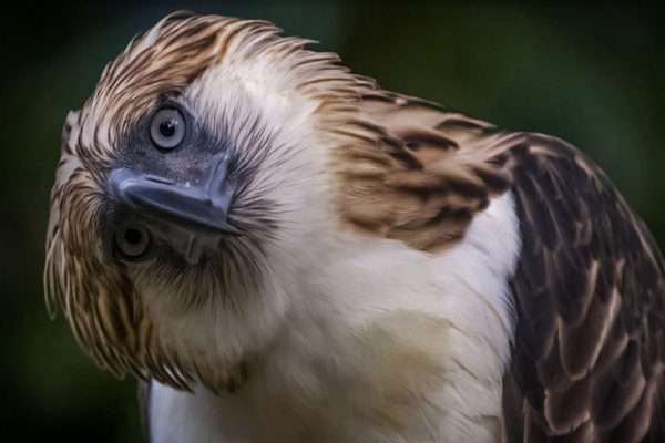 Philippine Eagle