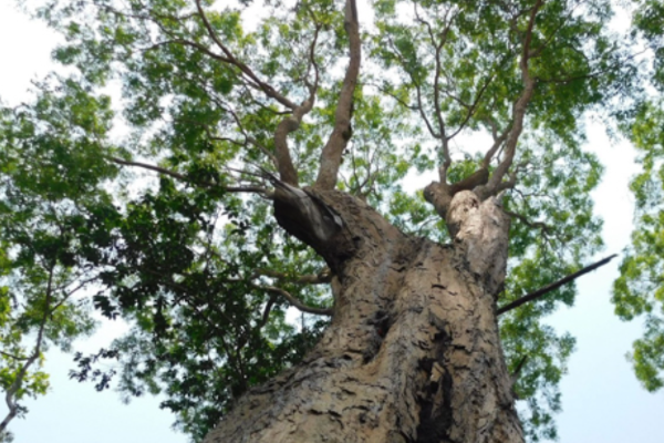 Siamese Rosewood