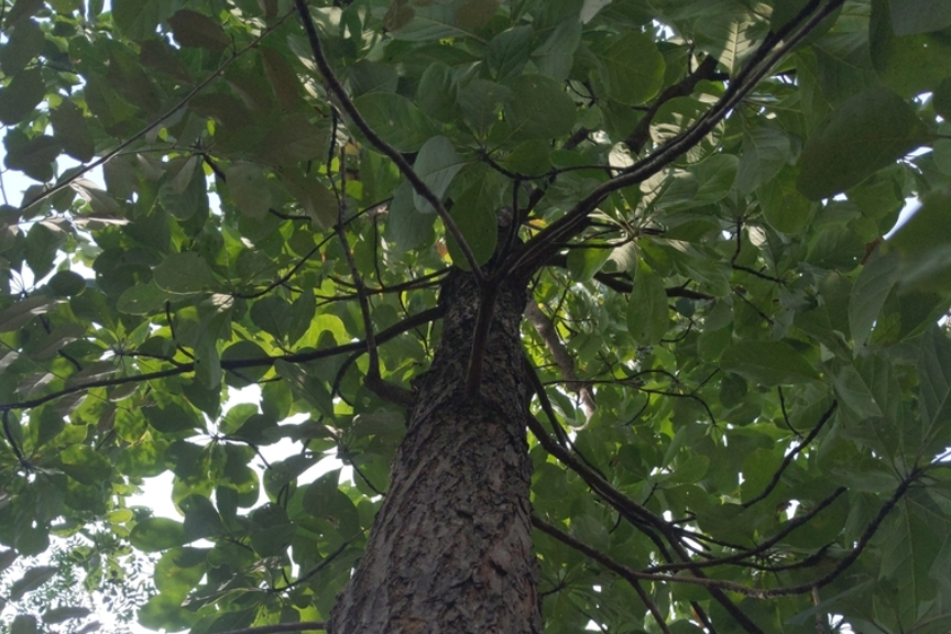 canopy