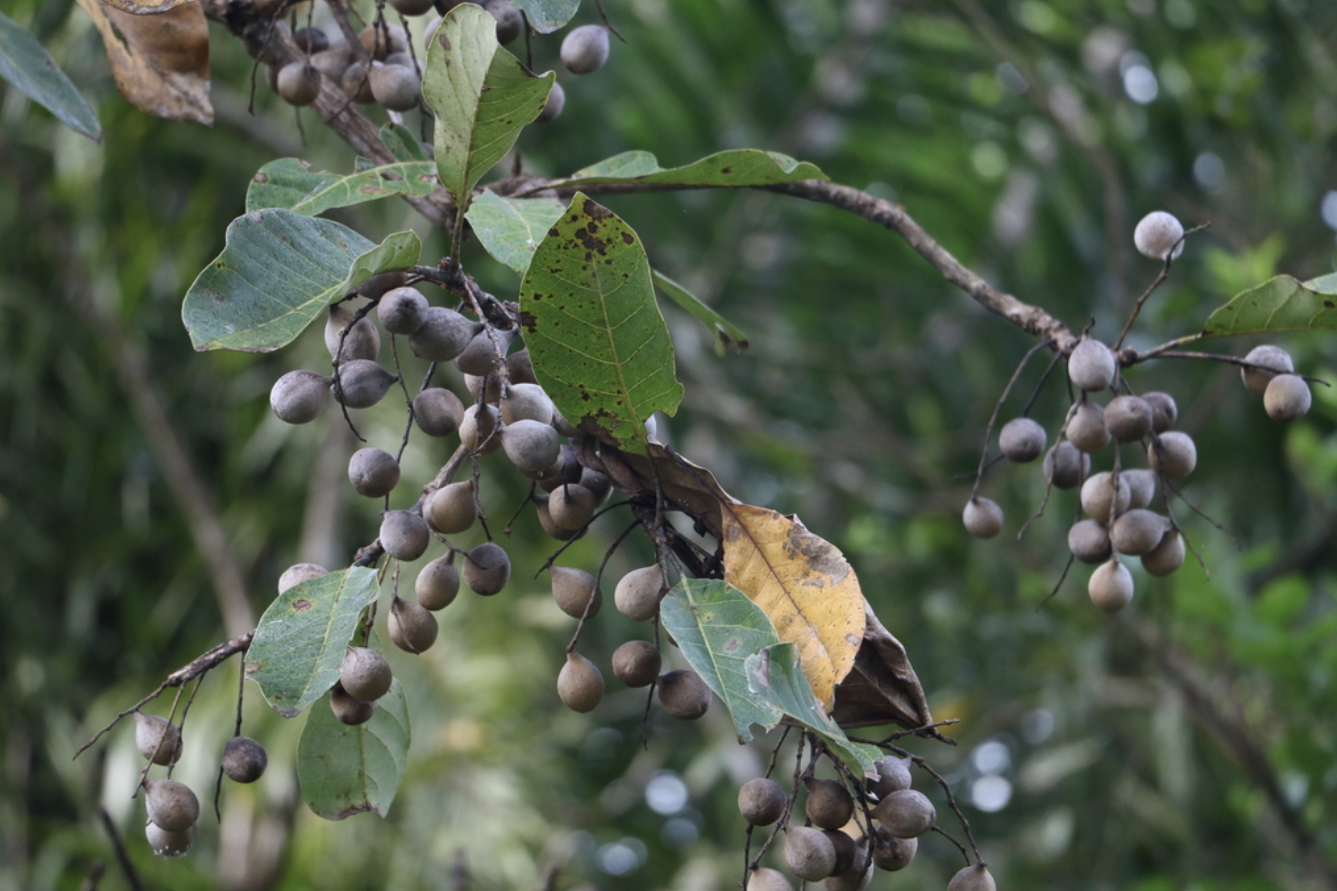 fruit