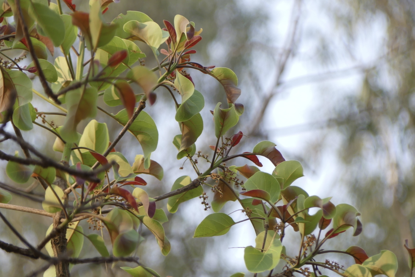 foliage