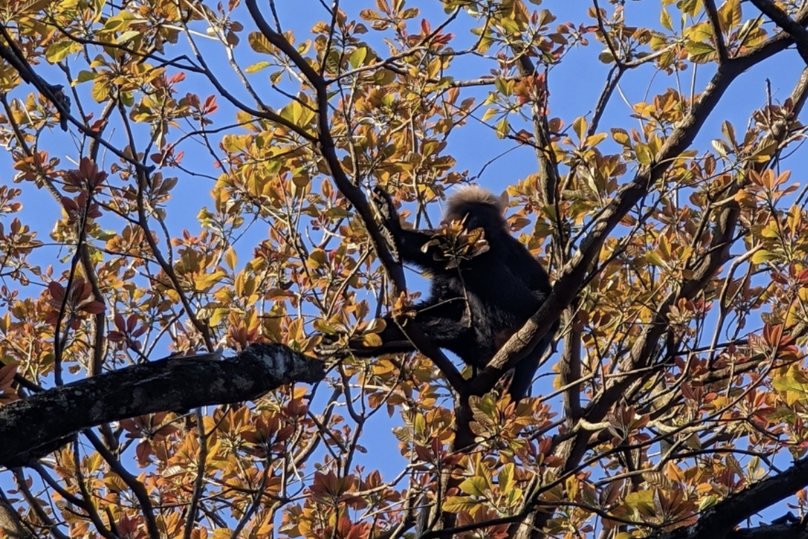 primate