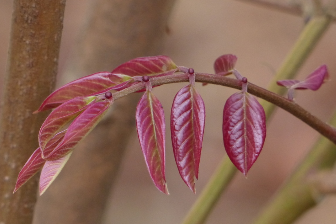 new growth