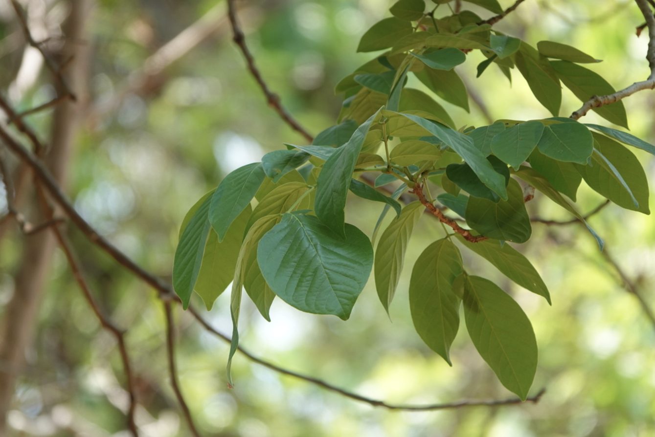 foliage