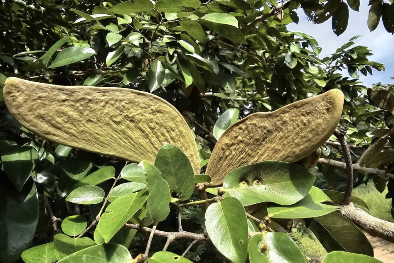seed pod