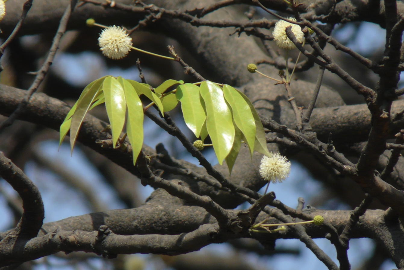 early flower